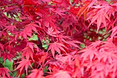 ACER PALMATUM CHITOSEYAMA