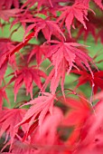 ACER PALMATUM CHITOSEYAMA