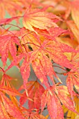 ACER PALMATUM ELEGANS