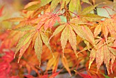 ACER PALMATUM ELEGANS