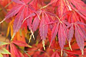 ACER PALMATUM ELEGANS