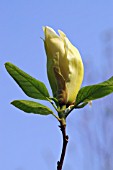 MAGNOLIA YELLOW LANTERN