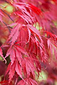 ACER PALMATUM CHITOSEYAMA