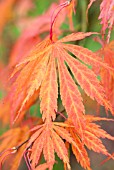 ACER PALMATUM HESSEI