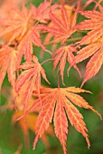 ACER PALMATUM HESSEI