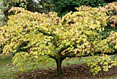 CARPINUS JAPONICA