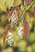 CARPINUS JAPONICA