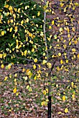 RHAMNUS FRANGULA BERRIES