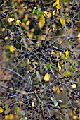 RHAMNUS FRANGULA BERRIES