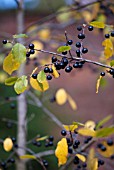 RHAMNUS FRANGULA BERRIES