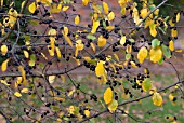 RHAMNUS FRANGULA BERRIES