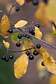 RHAMNUS FRANGULA BERRIES