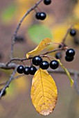 RHAMNUS FRANGULA BERRIES