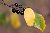 RHAMNUS FRANGULA BERRIES