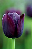 TULIPA QUEEN OF NIGHT