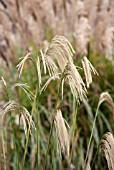 MISCANTHUS NEPALENSIS