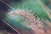 PENNISETUM ALOPECUROIDES HAMELN