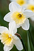 NARCISSUS ICE FOLLIES