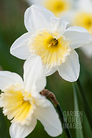 NARCISSUS_ICE_FOLLIES