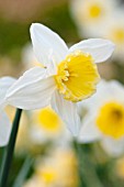 NARCISSUS ICE FOLLIES