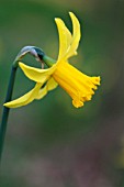 NARCISSUS CYCLAMINEUS FEBRUARY GOLD