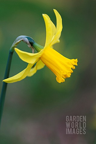 NARCISSUS_CYCLAMINEUS_FEBRUARY_GOLD