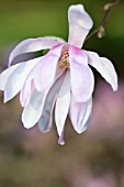 MAGNOLIA LOEBNERI LEONARD MESSEL