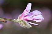 MAGNOLIA LOEBNERI LEONARD MESSEL