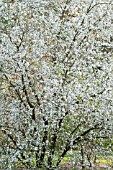 PRUNUS SIMONII