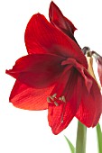 AMARYLLIS RED LION