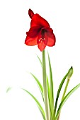 AMARYLLIS RED LION