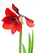 AMARYLLIS RED LION