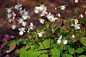 EPIMEDIUM X YOUNGIANUM NIVEUM