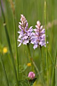 DACTYLORHIZA FUCHSII