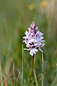 DACTYLORHIZA MACULATA