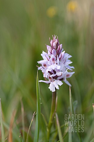 DACTYLORHIZA_MACULATA