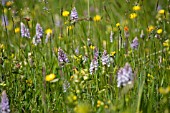 DACTYLORHIZA FUCHSII IN MEADOW