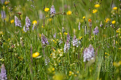 DACTYLORHIZA_FUCHSII_IN_MEADOW