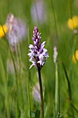 DACTYLORHIZA FUCHSII