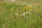 WILD FLOWER MEADOW SUMMER