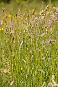 DACTYLIS GLOERATA IN WILD FLOWER MEADOW