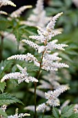 ASTILBE DEUTSCHLAND