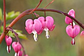 DICENTRA SPECTABILIS