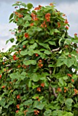 HAZEL BEAN POLES SUPPORTING RUNNER BEANS