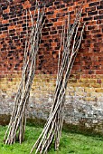 HAZEL BEAN POLES SUPPORTING RUNNER BEANS