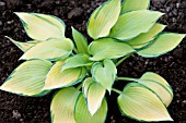 HOSTA JUNE