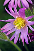 PULSATILLA VULGARIS PINK SHADES  PASQUE FLOWER