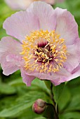 PAEONIA REINE DE MAI