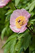 PAEONIA REINE DE MAI