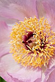 PAEONIA REINE DE MAI